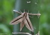 lišaj (Motýli), Theretra silhetensis (Lepidoptera)